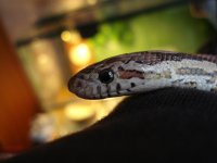 -20081002_Fenrir1.jpg