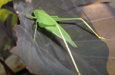slug 001.jpg