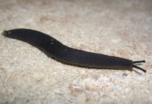 slug 002.jpg