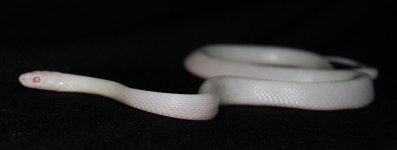 resizeDSC_3559.jpg
