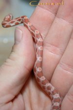 Hypo 31-5-08 d.jpg