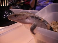 Daytona 2008 026.jpg