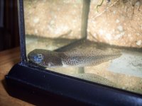 100_2942.JPG