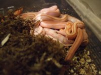 hatchlings 008.jpg
