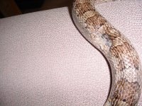 Live feeding injury 01.jpg