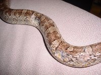 Live feeding injury 02.jpg