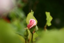 Rosebud.jpg