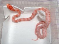 Forum Beauty's pippy No13 002.jpg