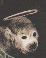 monkeyhead.jpg