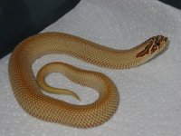 super anaconda.JPG
