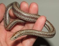 rosy4 female maybe (12).JPG