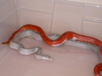 Pied Sided Bloodred X Lavender Bloodred het Hypo (AV7)2.jpg