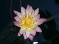 Pond Day_06 001.jpg