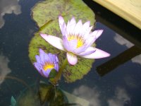 Pond Day_06 009.jpg