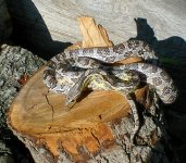 snakes 003.jpg