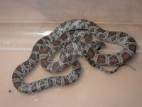 Cinders for sale 002.jpg