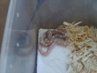 CornSnakes 029.jpg