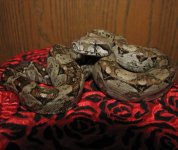 Alano 11-15-08 a.jpg