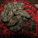 Alano 11-15-08 a-.jpg