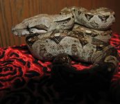 Alano 11-15-08 b.jpg