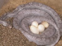 Pied-Sided Blood X Lavender Blood het Hypo.jpg