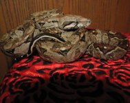 Alano 11-15-08 c.jpg