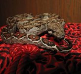 Alita 11-15-08 a.jpg