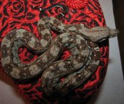 Alita 11-15-08 a-.jpg