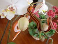 DSC05105.JPG