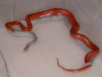 Pied Sided Bloodred X Lavender Bloodred het Hypo (AV7)1.jpg