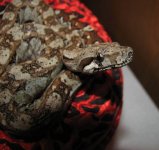 Alita 11-15-08 b-.jpg