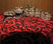 Alita 11-15-08 c.jpg