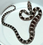 01.22 anery hatchling.jpg
