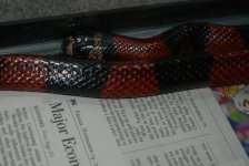 resizeDSC_5838.jpg