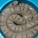 gbr_female - Copy.JPG