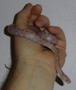 ShoeString_April_pic1.jpg