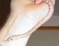ShoeString_April_pic2.jpg