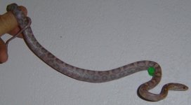 ShoeString_April_pic3.jpg