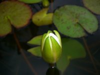 new lily 003.jpg