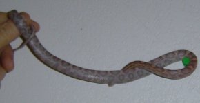 ShoeString_April_pic4.jpg