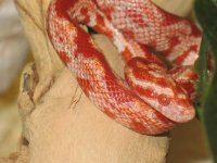Ziggy 038.jpg