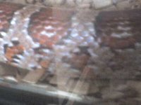 DSC00002.JPG