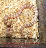 DSC01579 copia copia.jpg