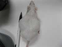 Fat Girl 003 (Small).JPG