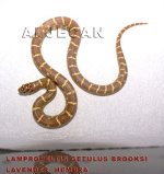 DSC01585 copia copia.jpg