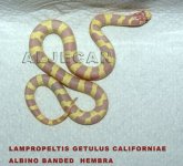 DSC01587 copia copia.jpg