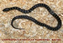 DSC01590 copia copia.jpg