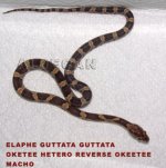 DSC01591 copia copia.jpg