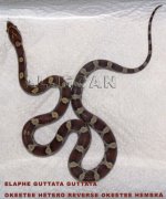 DSC01597 copia copia.jpg