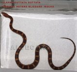 DSC01598 copia copia.jpg